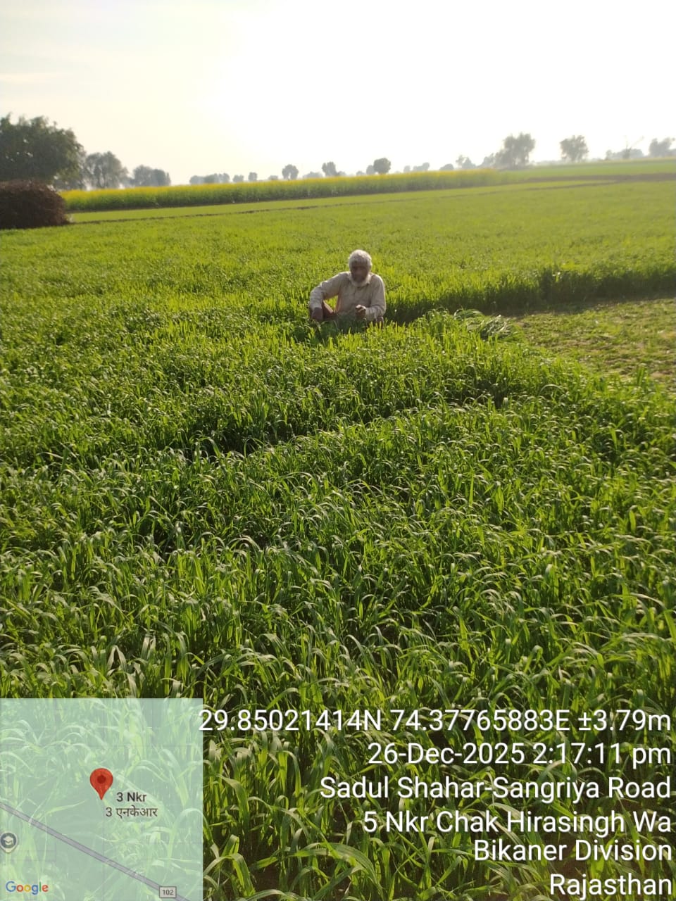 Farmer in green crop field
