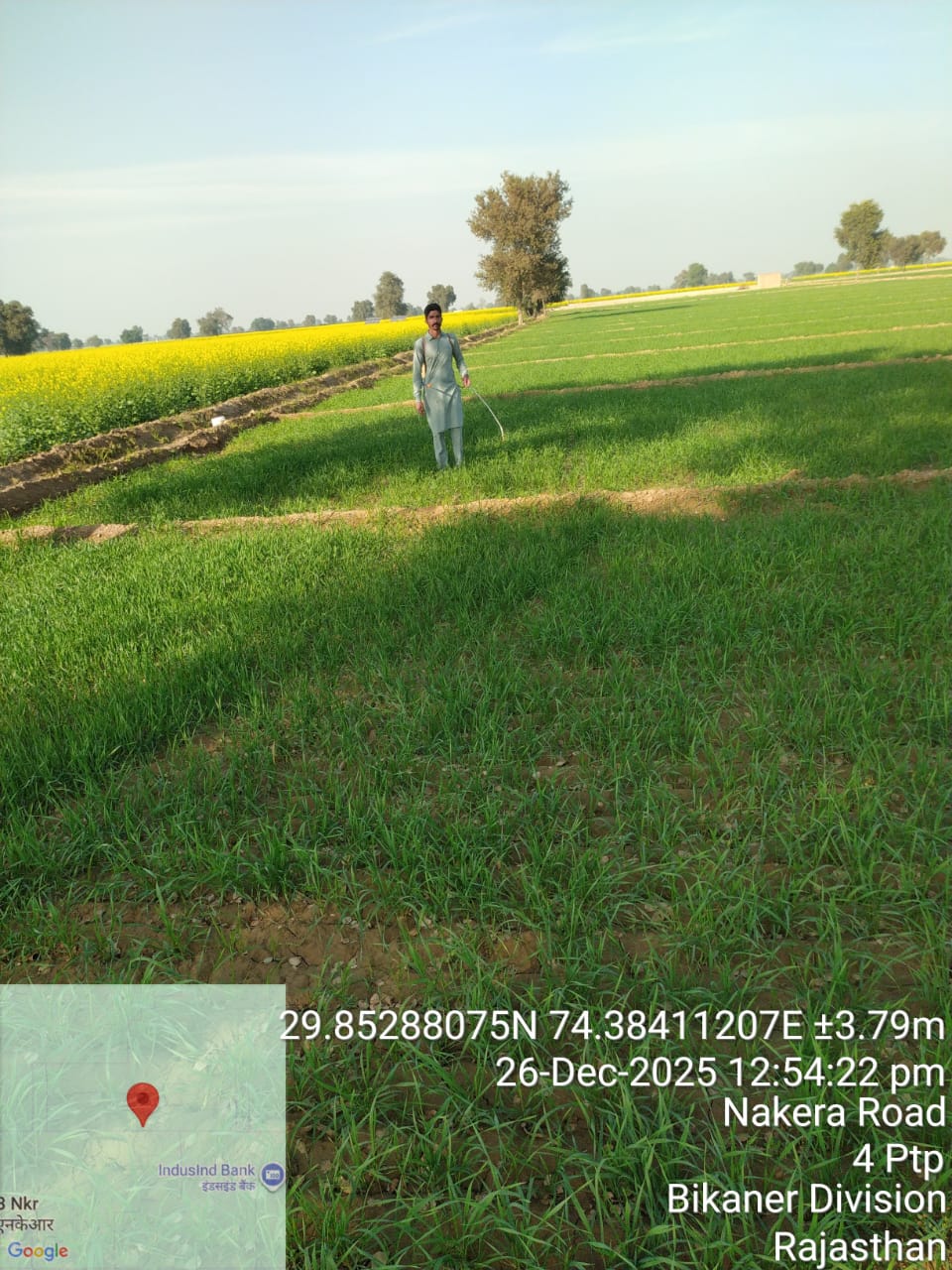 Farmer in wheat and mustard field