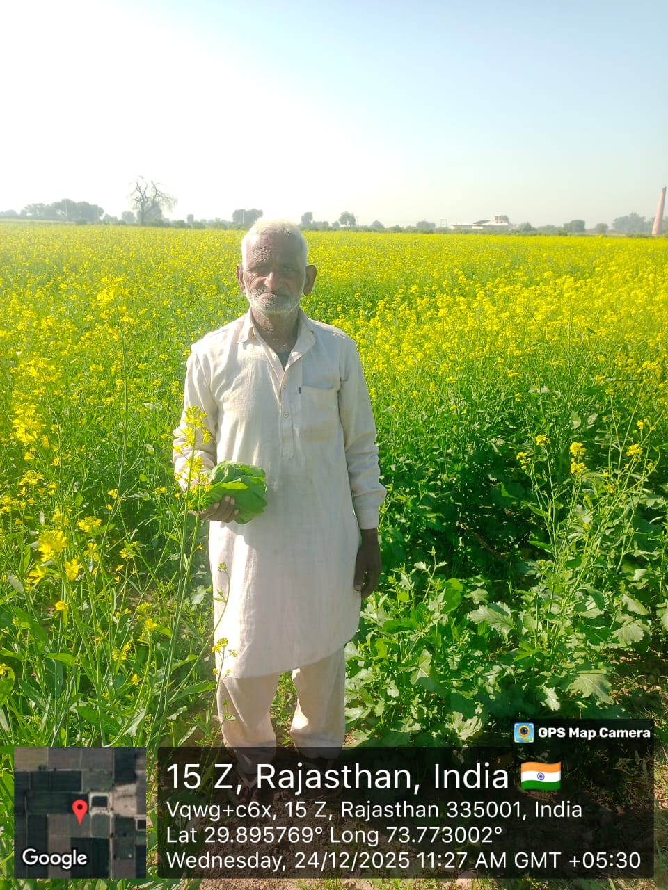 Farmer in mustard field