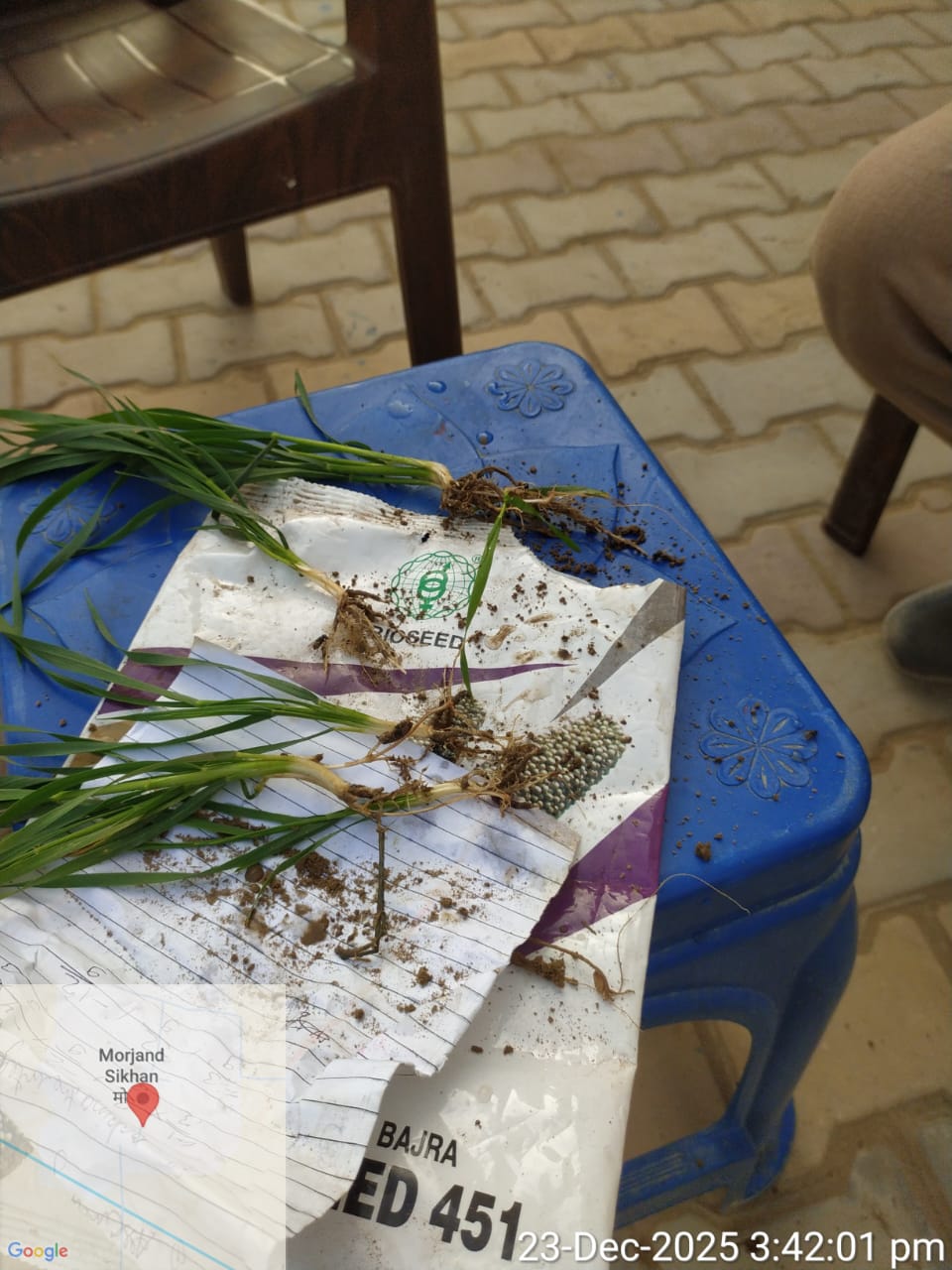 Wheat seed demonstration